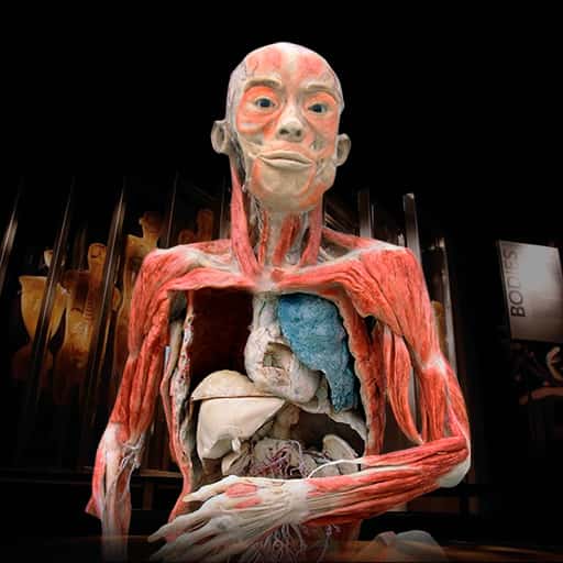 Bodies: The Exhibition Las Vegas Tickets